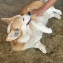 [경기도 가평/데이트] 경기도 가평 포레스트 소울 캠핑장 애견 동반 가능 커플 캠핑 후기(B3 사이트)