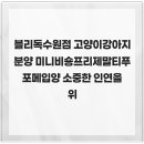 블리독수원점 고양이강아지분양 미니비숑프리제말티푸포메입양 | 블리독수원점 고양이강아지분양 미니비숑프리제말티푸포메입양 소중한 인연을 위하는 수원 강아지분양