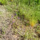 저희산에서 야생으로 자라 벌레구멍이 많은자연산 하고초 메꽃 엉겅퀴팝니다 이미지