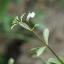 미국외풀 Lindernia dubia (L.) Pennell 이미지