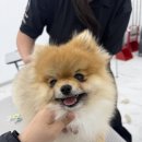 둥근 실루엣을 위한 ‘치트키’—핸섬 쿨 커브가위 솔직 후기