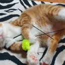 정성환동물병원 이미지