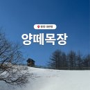 바위목장 | [26.01.12] 겨울 대관령 양떼목장 후기 눈 주차장 운영시간 예약