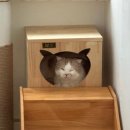 운정고양이호텔 이미지