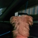 간식놀이터 | 대전애견카페 대전반려견카페 솜카페&amp;뭉들이놀이터 강력추천 후기