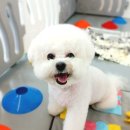 멍멍플라워 이미지