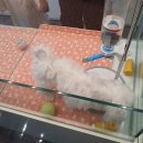 멍블랑 강아지분양 시흥배곧점 | 사랑 듬뿍 받은 강아지 분양했어요!!［멍블랑－시흥배곧점］