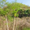 자연애흑염소팜 이미지