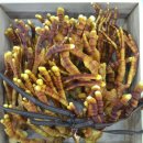 영지건강백세 이미지