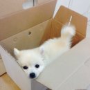 영덕사랑동물병원 네이버블로그