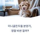 벨라 그루밍 | 미니골든두들 분양가 너무 비싸요? 가격리스트 공개
