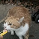 황소곱창막창 이미지