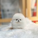 화이트켄넬(white-kennel) 이미지