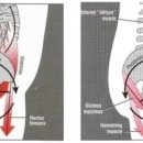 프로 팰리스 짐 이미지
