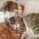 닥터플러스메드 이미지