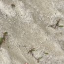 신월운동장 이미지