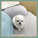 내품에 강아지 | 홍성강아지분양 내품에서샵