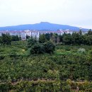 주물럭도예，꽃 | 서귀포 신상 카페 와일드 가든#한라산, 바다 뷰가 예쁜 감귤 카페
