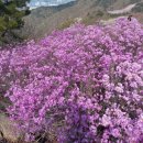 쌍용더플래티넘거제아시아드 이미지