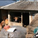 섬마을바다 이미지