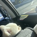 수정펜션 | 부산 애견동반 숙소 추천 에어비앤비 유럽감성 독채 펜션 스테이수정201 후기