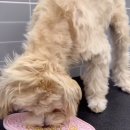 버디그루밍 이미지