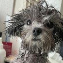 한걸음 동물병원 이미지