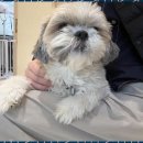 하이뭉치(Hi Moongchi) | 가위컷전문 하이뭉치에서의 특별한 애견미용 경험