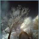 The Old Oak 이미지