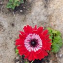 아름다운 정원을 꿈 이미지