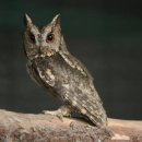 신비소리 이미지