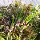 회진농장 이미지