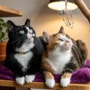 건강한 펫 이미지