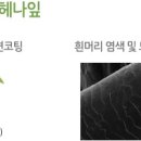 헤나킹 - 아산시 | 헤나킹