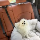 휴동물병원 | [임신일기]강아지 슬개골 수술 한달 차, 수원 돌봄동물병원 후기