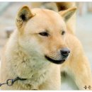 황룡 이미지