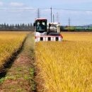 벼농사 모내기 후 물관리 병해충 방제 잡초 제거 수확시기 이미지