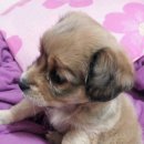 남서울펫호텔 이미지