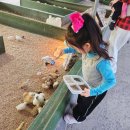 송암농장 | 강릉 아이랑 가볼만한 곳 대관령 아기동물농장 먹이주기 강릉에서 아이와 어디갈지 고민이라면...