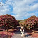 제시카의 제주 | 제주 서귀포 동백꽃 명소 가시림 수목원 동백카페