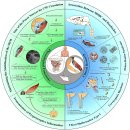 문치연 주목 'myodural bridge --＞ suboccipital release' 문치연 후두하근 전침법 이미지
