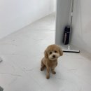 이로운 펫살롱 | 고덕동 애견미용::이로운펫살롱::미용후기