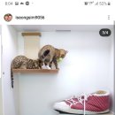 이자매펫미용원 이미지