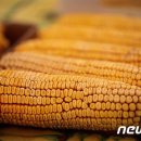 옥수수통신 이미지