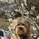 강아지산책 | [충남 태안] 강아지랑 함께 걷는 바닷길, 안면암 감성 산책 후기 🐶🌊