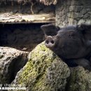 제주똥돼지 이미지