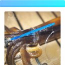 ㈜다솔 | 오징어 홀리는 마법! 데스페라도 이카파티 오징어스틱 써보니... 진짜 되네?