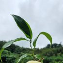 설아농장 | 설아 복숭아