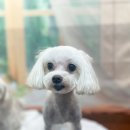 강아지 미용실 이미지