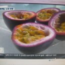 7월24일 낼 아침 7시30분 이후에 부산 KBS 1TV 뉴스에 울 백향과 농장 나옵니다 이미지